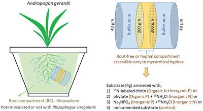 Nutrient-dependent cross-kingdom interactions in the hyphosphere of an arbuscular mycorrhizal fungus